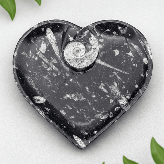 Orthoceras Heart plate with Ammonite (1 Piece)