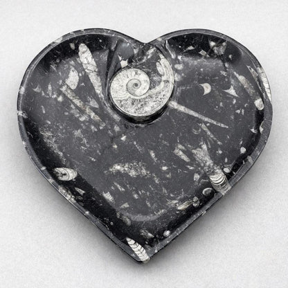 Orthoceras Heart plate with Ammonite (1 Piece)